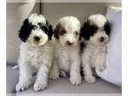 Poodle (Miniature) PUPPY FOR SALE ADN-840755 - Miniature Poodle Puppies