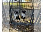 Australian Shepherd PUPPY FOR SALE ADN-840727 - Aussie Puppies