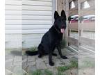 German Shepherd Dog PUPPY FOR SALE ADN-840664 - German Shepherd AKC Female JAVAH