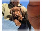 Labrador Retriever PUPPY FOR SALE ADN-840651 - AKC pedigree Labrador Retriever