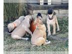 Mastiff PUPPY FOR SALE ADN-840895 - Litter of 11 6 left