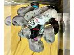 Great Dane PUPPY FOR SALE ADN-840880 - Dragonborn Litter