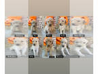 Goldendoodle PUPPY FOR SALE ADN-840809 - Litter of six