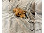 Dachshund PUPPY FOR SALE ADN-840771 - Miniature dachshund puppy