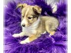 Shetland Sheepdog PUPPY FOR SALE ADN-840910 - Kate