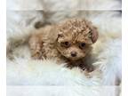 Poodle (Toy) PUPPY FOR SALE ADN-840908 - Cody