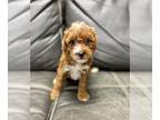 Poodle (Toy) PUPPY FOR SALE ADN-840907 - Andy