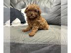 Poodle (Toy) PUPPY FOR SALE ADN-840906 - Ruby