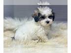 Maltipoo PUPPY FOR SALE ADN-840901 - Cane