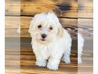 Maltipoo PUPPY FOR SALE ADN-840900 - Frost