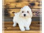 Maltipoo PUPPY FOR SALE ADN-840899 - Lena