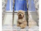 Maltipoo PUPPY FOR SALE ADN-840898 - Looking for female dog to breed