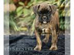 Boxer PUPPY FOR SALE ADN-840897 - AKC Boxer