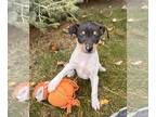 Rat Terrier PUPPY FOR SALE ADN-840878 - Ginger