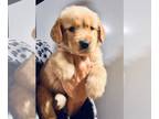 Golden Retriever PUPPY FOR SALE ADN-840876 - CKC Golden Retriever Puppies