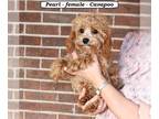 Cavapoo PUPPY FOR SALE ADN-840852 - Fluffy mini Cavapoo puppy
