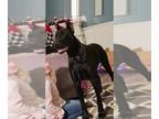 Doberman Pinscher PUPPY FOR SALE ADN-840841 - RARE SOLID JET BLACK MELANISTIC