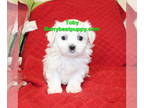 Maltese PUPPY FOR SALE ADN-840838 - Maltese Puppy
