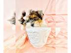 Yorkshire Terrier PUPPY FOR SALE ADN-840827 - Pomeranians I CAN HAND DELIVER