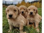 Golden Retriever PUPPY FOR SALE ADN-840823 - Rosehavens AKC RedGold Retiever