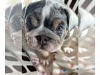 English Bulldog PUPPY FOR SALE ADN-840822 - English bulldog puppy