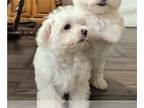 Maltese PUPPY FOR SALE ADN-840814 - Maltese Puppy Gracie
