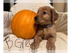 Golden Retriever PUPPY FOR SALE ADN-840810 - Golden retriever puppies