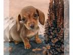 Dachshund PUPPY FOR SALE ADN-840806 - Female