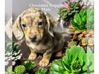 Dachshund PUPPY FOR SALE ADN-840786 - Male