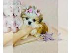 Shih Tzu PUPPY FOR SALE ADN-840734 - cuties