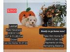 Havanese PUPPY FOR SALE ADN-840714 - Interest free payment plan options