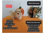 Havanese PUPPY FOR SALE ADN-840713 - Interest free payment plan options