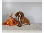 Cavapoo PUPPY FOR SALE ADN-840707 - F1B Cavapoo For Sale Baltic OH