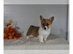 Pembroke Welsh Corgi PUPPY FOR SALE ADN-840700 - ACA Welsh Corgi For Sale