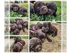 Boykin Spaniel PUPPY FOR SALE ADN-840656 - Boykin Spaniel