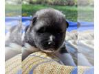 Akita PUPPY FOR SALE ADN-840655 - Blade AkC