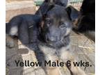 German Shepherd Dog PUPPY FOR SALE ADN-840653 - Male German Shepherd Puppies