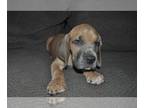 Great Dane PUPPY FOR SALE ADN-840649 - AKC GREAT Dane puppies