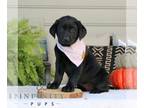 Labrador Retriever PUPPY FOR SALE ADN-840633 - AKC Labrador Retriever