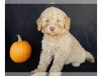 Labradoodle PUPPY FOR SALE ADN-840621 - Henry