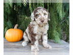 Labradoodle PUPPY FOR SALE ADN-840617 - Benji