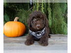 Labradoodle PUPPY FOR SALE ADN-840616 - Rover
