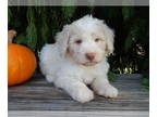 Labradoodle PUPPY FOR SALE ADN-840613 - Remi