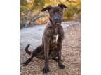 Adopt Ivy a Brindle Mixed Breed (Small) / Mixed Breed (Medium) / Mixed (short