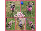 Adopt Nala a Brindle - with White Mastiff / Labrador Retriever / Mixed dog in