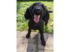 Adopt Atticus a Black Miniature Poodle / Mixed dog in Capon Bridge