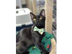 Adopt Beauty a Black (Mostly) Domestic Shorthair (short coat) cat in Quincy
