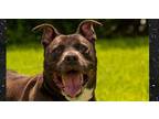 Adopt Skynard a Black - with White Mixed Breed (Medium) / Pit Bull Terrier dog