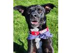 Adopt Oreo aka Kia a Black - with White Labrador Retriever dog in Denver