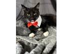 Adopt Charles a Black & White or Tuxedo Domestic Mediumhair / Mixed (medium